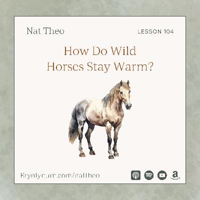 How Do Wild Horses Stay Warm? Lesson 104