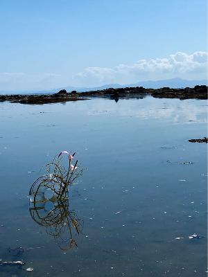 海でいけばな？ from Radiotalk