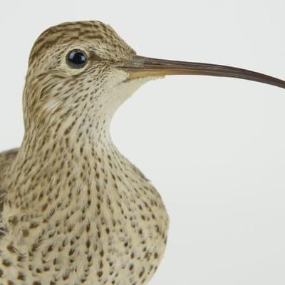 Slender-billed Curlew declared extinct and previewing 'The Ring Ouzel'