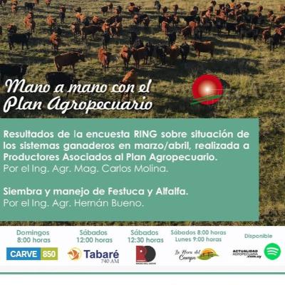 Resultados Encuesta RING de marzo/abril. Siembra y manejo de Festuca y Alfalfa.
