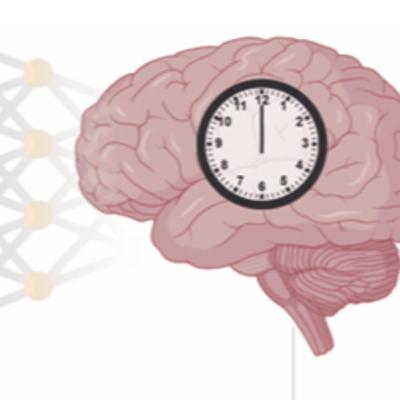 Creative experiences and brain clocks