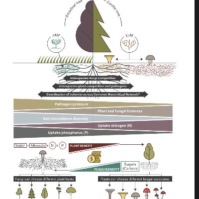 Passport to Kingdom Fungi Audio Book (Unofficial): Chapter 4 Fungal Ecology and Lifestyles