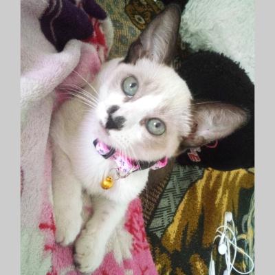 La gatita.:)