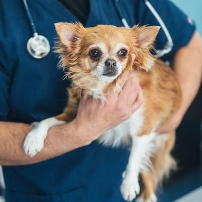 Veterinary degrees are to be offered outside Dublin for the first time
