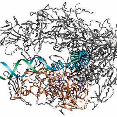 Eukaryotic RNA Polymerases and Their Promoters (CMB part 8) Eukaryotic RNA Polymerases and Their Promoters (CMB part 8)