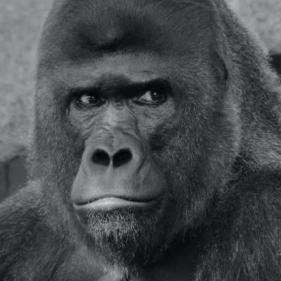 Who Knew Primates Could Be Interesting?