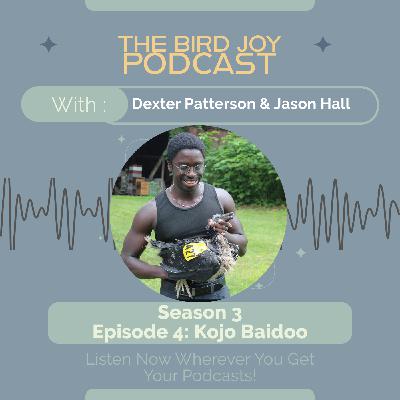 The Joy of Vultures with Kojo Baidoo