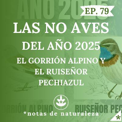 Las NO aves del año 2025: el Gorrión Alpino y el Ruiseñor Pechiazul #79