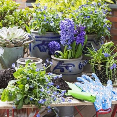 The problem of invasive alien plant species illegally being offered for sale