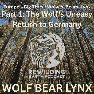 Episode 158: Europe’s Big Three – Wolves, Bears, Lynx. Part 1: The Wolf’s Uneasy Return to Germany