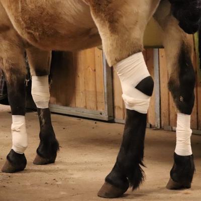 Veera Ahlgrén: Vinkkejä eloonjääneiltä.