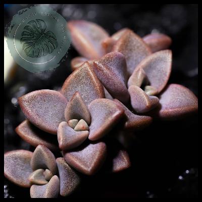 EP106-Plant Chat: Kava and Champions