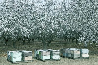 US Honeybees in steep decline US Honeybees in steep decline
