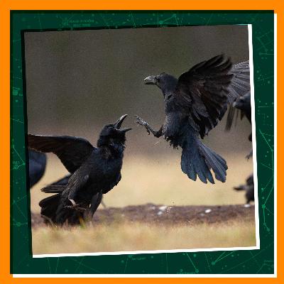 Wild Ways Animals Battle to Win