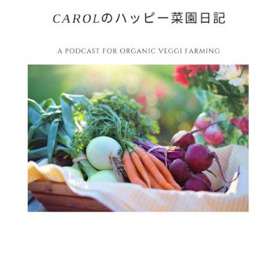 そら豆とてんとう虫