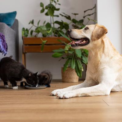 Alimentation du chien et du chat : 5 conseils clés pour bien nourrir son animal