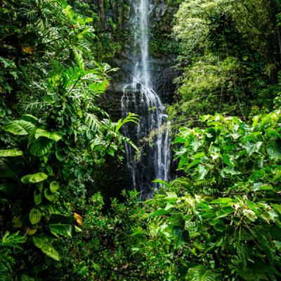 Rainforest Birds Singing 3 Hours