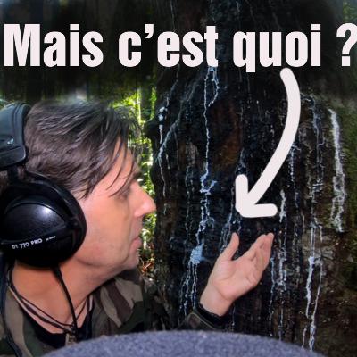 [Ep7] Des arbres à caoutchouc (sauvages) à Bornéo (Vous ne le saviez pas !)
