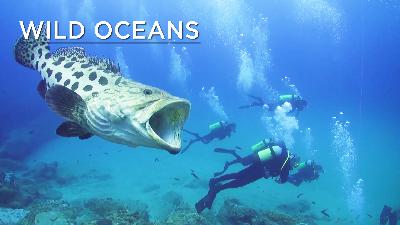 Moray eel attacks underwater cameraman Moray eel attacks underwater cameraman