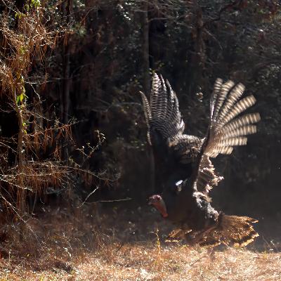 Tracking Eastern Turkeys: LSU Study Crosses Over To Texas