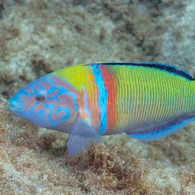 Facts: The Ornate Wrasse Facts: The Ornate Wrasse