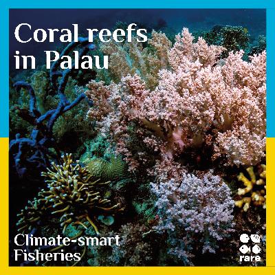 Conserving coral reefs in Palau