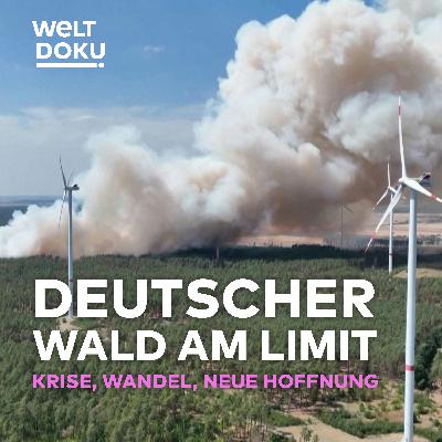 Deutschlands Wälder am Limit: Krise, Wandel und neue Hoffnung