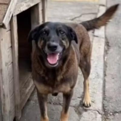 Maus-tratos a animais disparam no Brasil e caso Orelha comove o país Maus-tratos a animais disparam no Brasil e caso Orelha comove o país