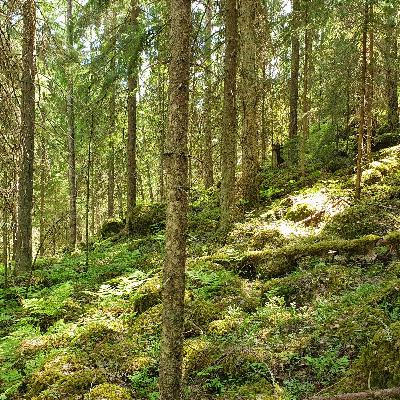 Chaffinch of a Hot Morning