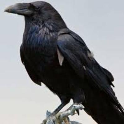 The Raven Connections podcast