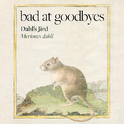 Dahl's Jird