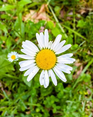 Secret Life of Daisies Secret Life of Daisies