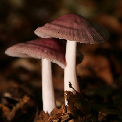 Hidden Worlds: From Fungal Networks to Literary Landscapes