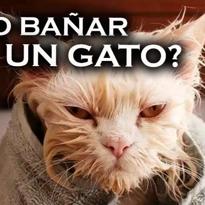 COMO BAÑAR UN GATO, KABUUM KABUUMS, Y SONIDOS DE HORA PUNTA - #ladraelpueblo