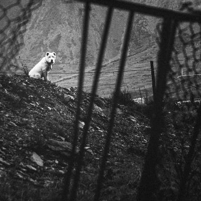 Escuchamos hablar a los perros (y otras historias paranormales)