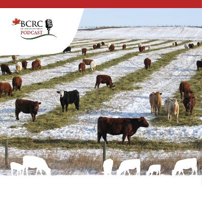 Episode 94: Adaptive Winter Grazing Strategies