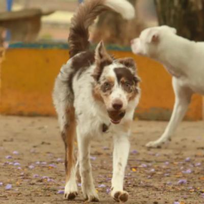 O que melhorar no cuidado com os pets nesse novo ano?