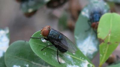 Mexico Confirms Case of New World Screwworm in Nuevo Leon