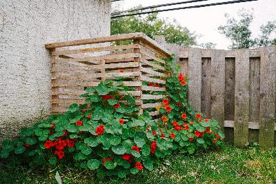 Getting to Know Rot with Cassandra Marketos Getting to Know Rot with Cassandra Marketos