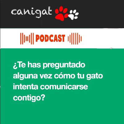 135 ¿Cómo se comunican los gatos con los humanos?