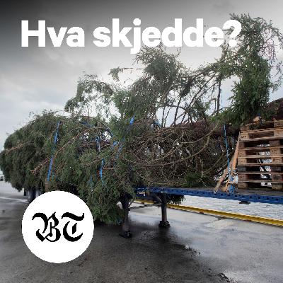 Julegran på ville vegar