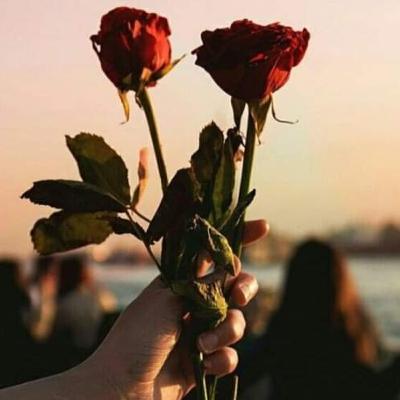 مقدمة تشويقية عن كتاب نظرية الفستق..