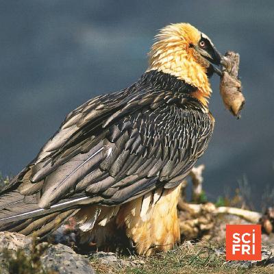 Bearded Vulture Nests Hold Trove Of Centuries-Old Artifacts Bearded Vulture Nests Hold Trove Of Centuries-Old Artifacts