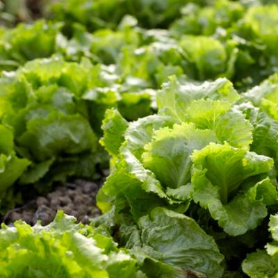 Growing Lettuce from Seeds: How to Plant, Grow, and Harvest Crisp, Healthy Lettuce at Home Using Proven Tips from Bloom Ranch of Acton