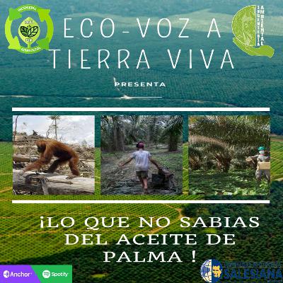 ¡Lo que no sabías del aceite de palma!