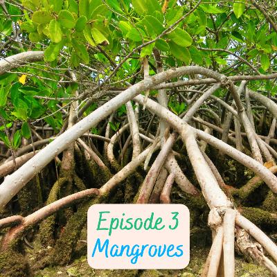 Episode 3 - Mangroves