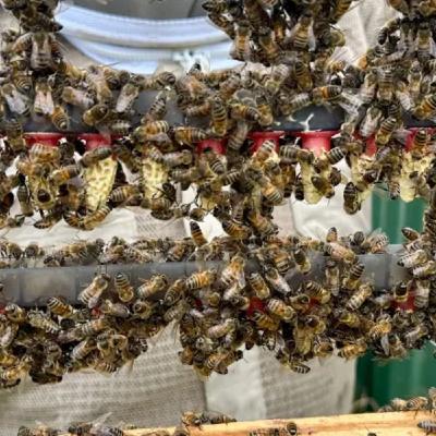 The Best Queen Cells The Best Queen Cells