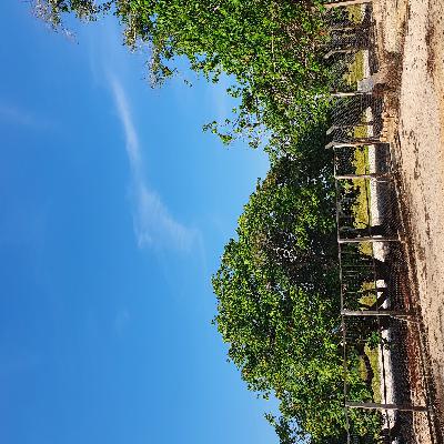 Ciências florestais