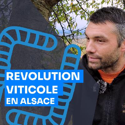 Agroforesterie et Viticulture Bio : L'Expérience de David Muller Koeberle