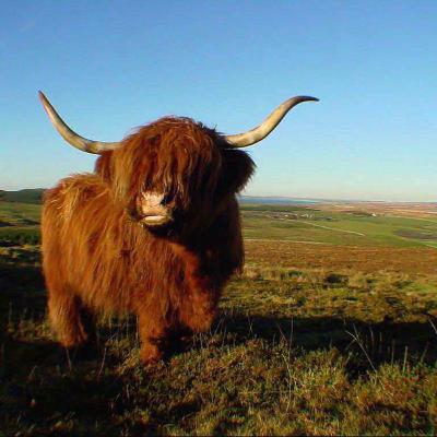 Yak shaving and watch collecting